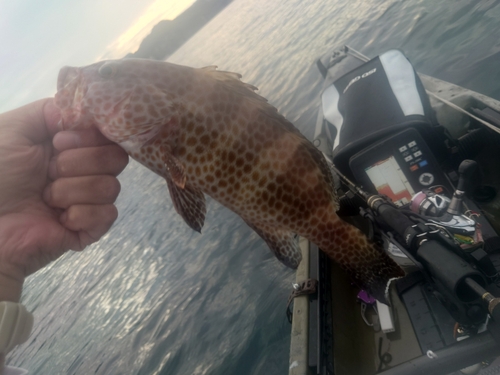 オオモンハタの釣果