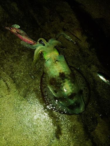 アオリイカの釣果