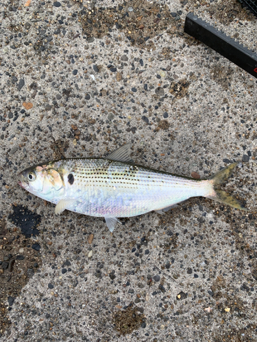 コノシロの釣果