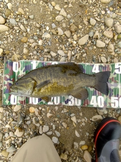 スモールマウスバスの釣果