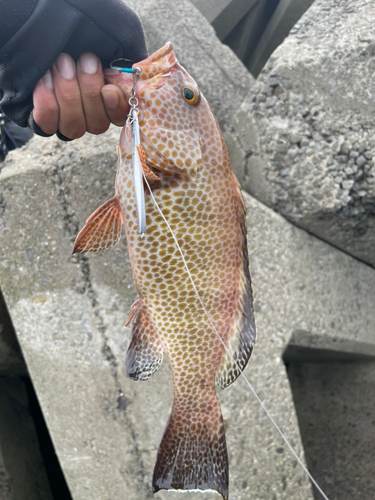 オオモンハタの釣果