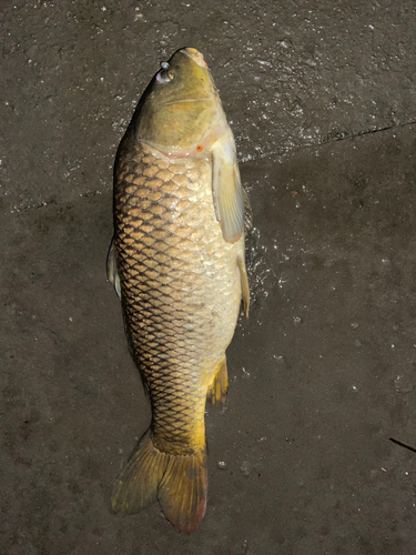 コイの釣果