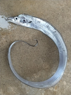 タチウオの釣果