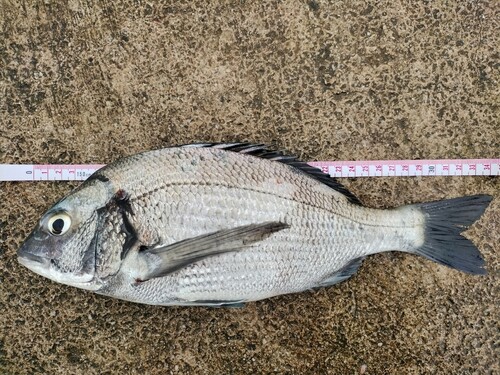 クロダイの釣果