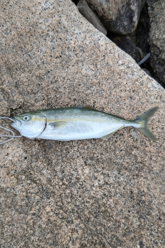 ワカシの釣果