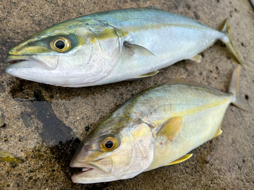 ワカシの釣果