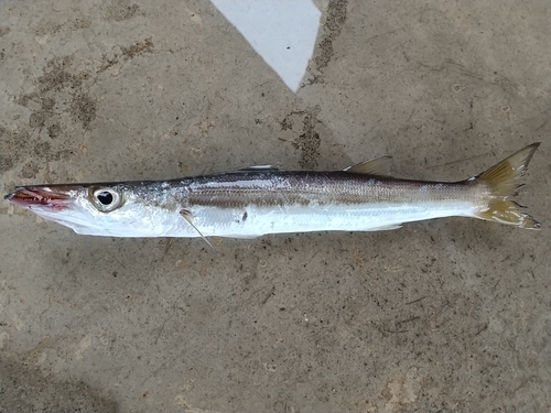 カマスの釣果