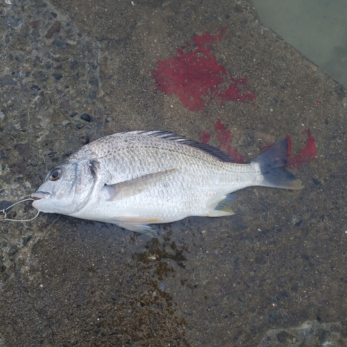 キビレの釣果