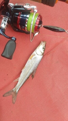 ニゴイの釣果