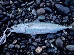 マサバの釣果