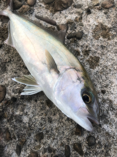 ツバスの釣果