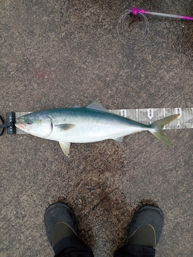 ワラサの釣果