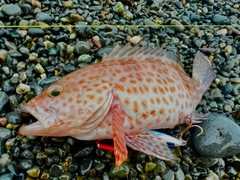 オオモンハタの釣果