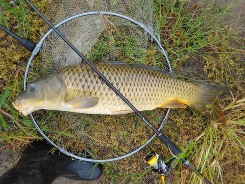 コイの釣果