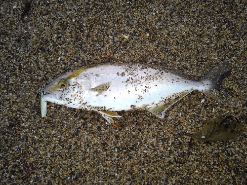 ショゴの釣果