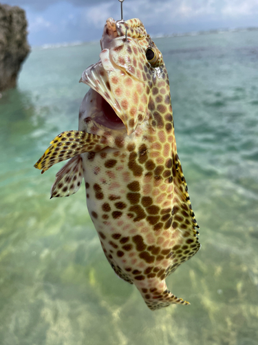 イシミーバイの釣果