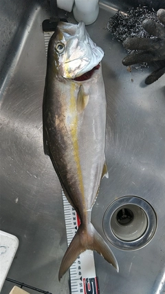 ショゴの釣果