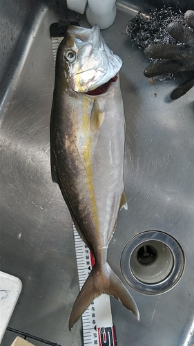 ショゴの釣果