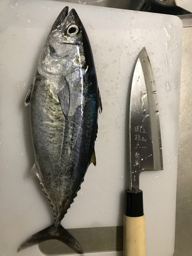 ハガツオの釣果