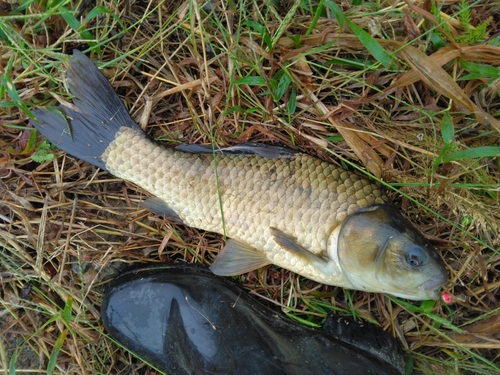 フナの釣果