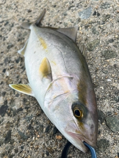 ショゴの釣果