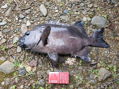 イシダイの釣果