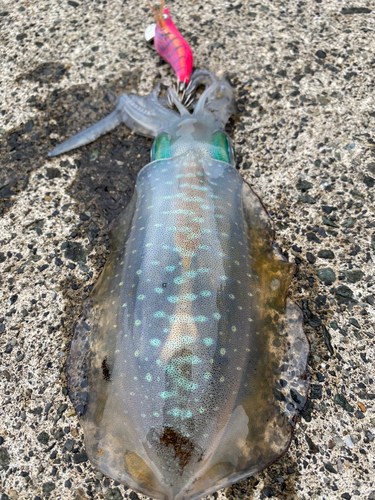 アオリイカの釣果