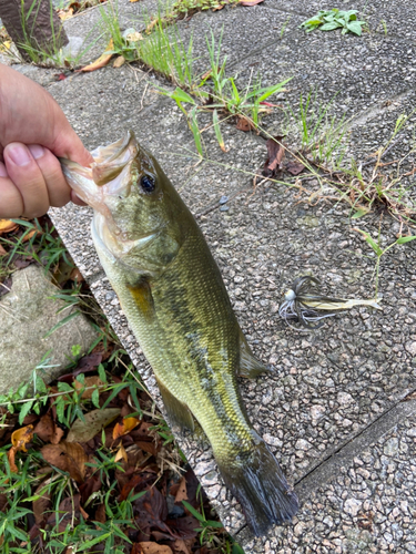 ブラックバスの釣果