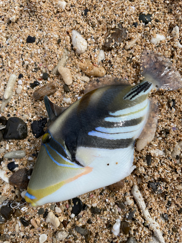 ムラサメモンガラの釣果