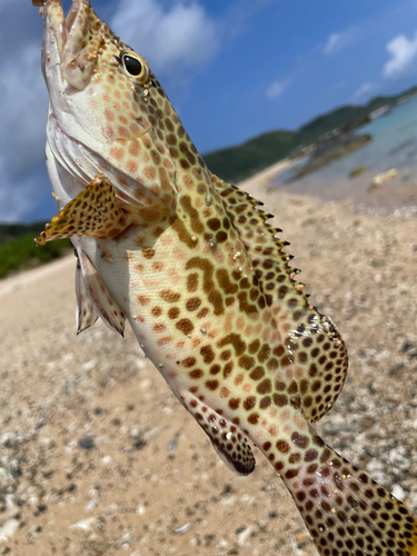 イシミーバイの釣果