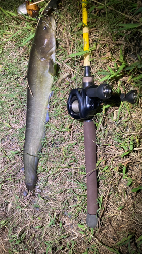 マナマズの釣果