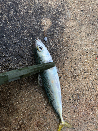 サバの釣果