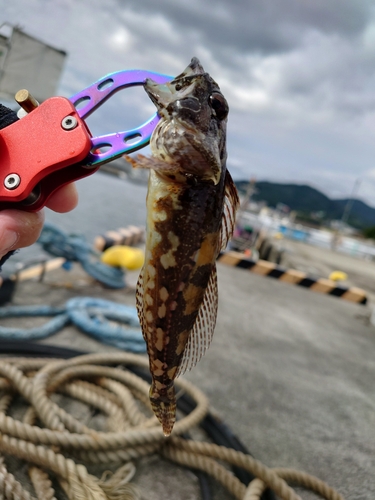 ハゼの釣果