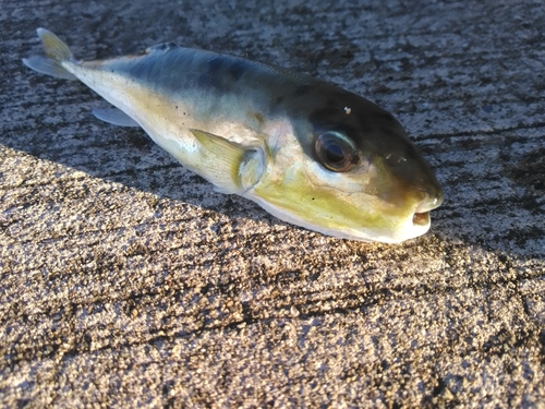 シロサバフグの釣果