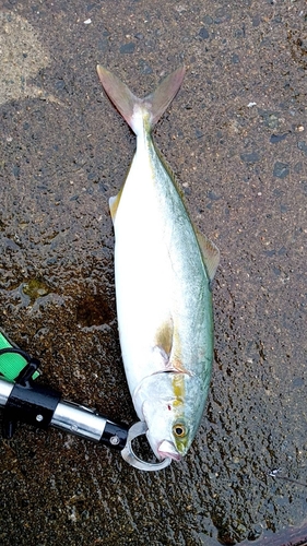 ツバスの釣果