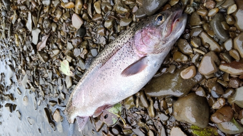 ニジマスの釣果