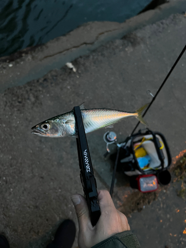 サバの釣果