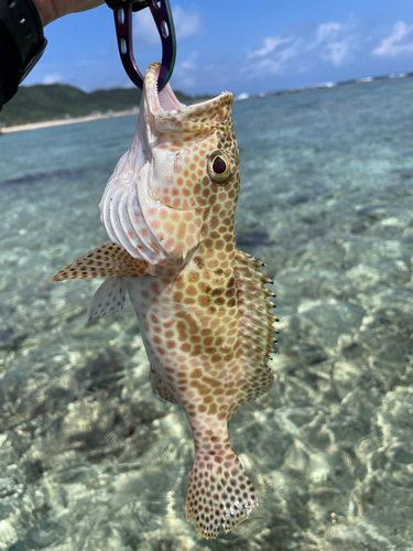 イシミーバイの釣果