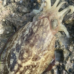 コウイカの釣果