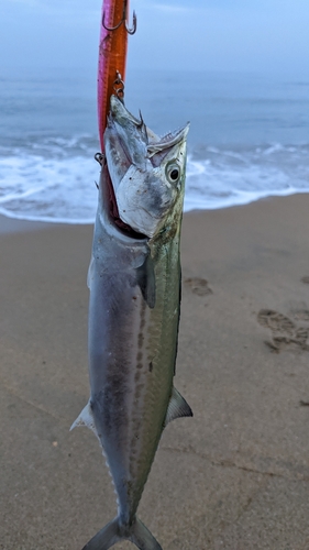 サゴシの釣果