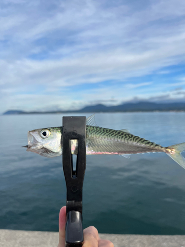 サバの釣果