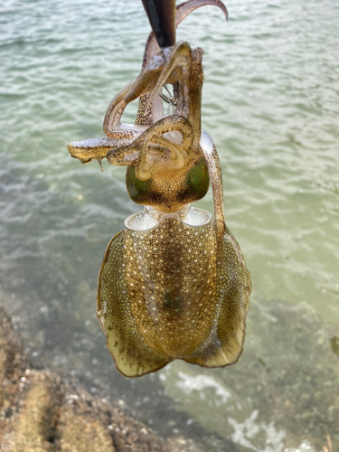 アオリイカの釣果