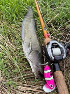 ナマズの釣果