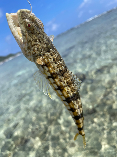 イシミーバイの釣果