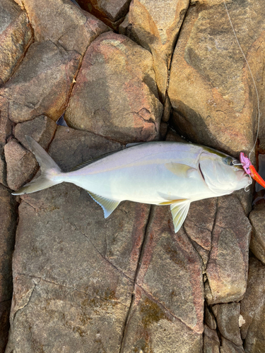 ネリゴの釣果