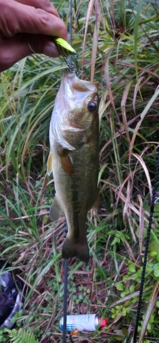 ラージマウスバスの釣果