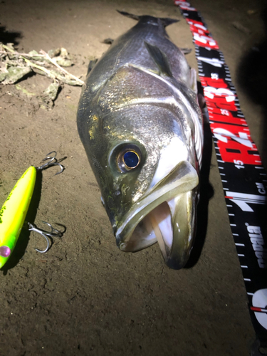 シーバスの釣果