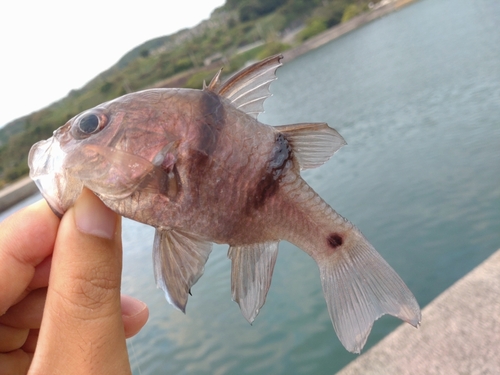 ヨコスジイシモチの釣果