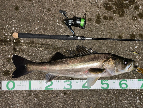 シーバスの釣果