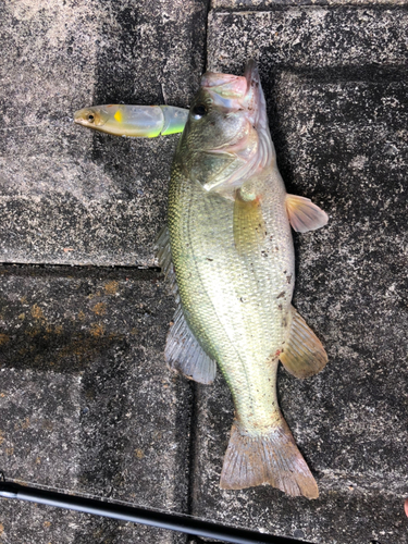 ブラックバスの釣果